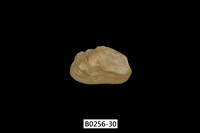 藏品(紫斑船蛤)的圖片